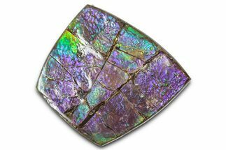 Iridescent Ammolite (Fossil Ammonite Shell) - Purples & Blues #350344