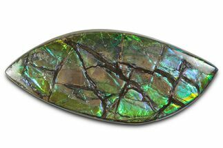 Flashy Ammolite (Fossil Ammonite Shell) - Green & Blues #350347