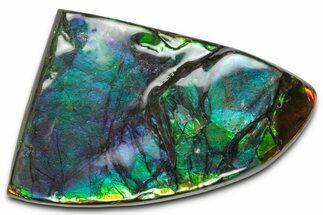 Flashy Ammolite (Fossil Ammonite Shell) - Purple & Green #350352