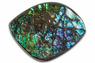 Flashy Ammolite (Fossil Ammonite Shell) - Green & Blues #350356