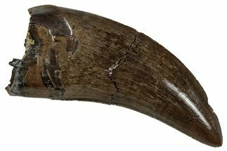 Serrated, Tyrannosaur (Nanotyrannus) Tooth - Montana #350368
