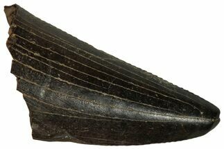 Serrated, Tyrannosaur (Nanotyrannus) Tooth - Montana #350375