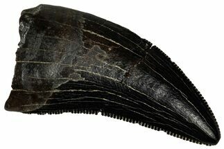 Serrated, Tyrannosaur (Nanotyrannus) Tooth - Montana #350376