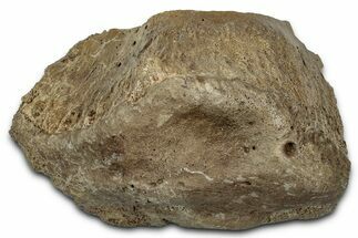 Fossil Tyrannosaur (T rex) Vertebra Section - Wyoming #350395