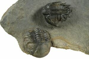 Huge Greenops Widderensis From Arkona (#4682) For Sale - FossilEra.com