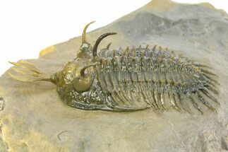 Short Trident Walliserops Trilobite - Timrzit, Morocco #350486