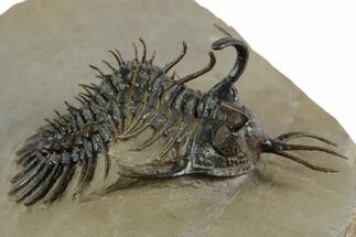 Short-Fork Walliserops Hammi Trilobite - Foum Zguid, Morocco #350488