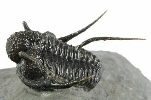 Cyphaspis Trilobite - Freestanding Spines (#4100) For Sale