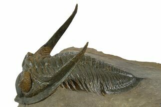 Exceptional Zlichovaspis Trilobite - Orange Eye Facets #350497