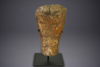 Fossil Sauropod (Camarasaurus) Humerus w/ Metal Stand - Colorado #350503