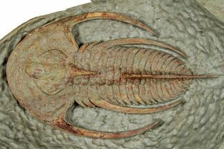 Early Cambrian Fallotaspis - Tazemmourt, Morocco #350549