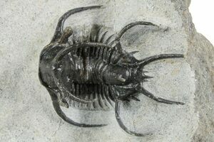 1.5