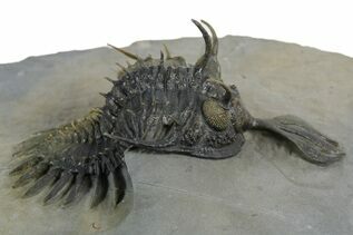 Premium Specimens For Sale