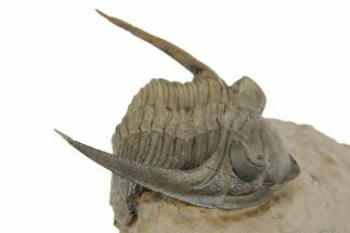 Detailed Zlichovaspis Trilobite - Lghaft, Morocco #350526