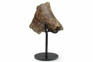 Fossil Hadrosaur Rib Section w/ Metal Stand - South Dakota #350623