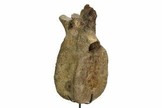 Triceratops Dorsal Vertebra with Metal Stand - South Dakota #350698