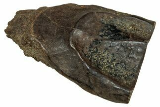 Large, Fossil Triceratops Shed Tooth - Montana #350657