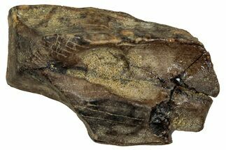 Large, Fossil Triceratops Shed Tooth - Montana #350664