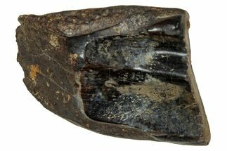 Large, Fossil Triceratops Shed Tooth - Montana #350668