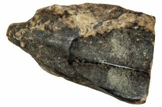 Fossil Triceratops Shed Tooth - Montana #350677