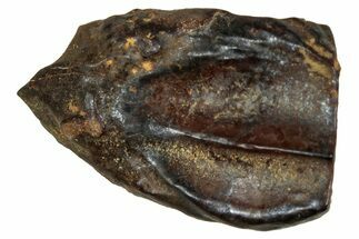 Fossil Triceratops Shed Tooth - Montana #350679