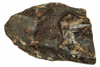 Fossil Triceratops Shed Tooth - Montana #350688