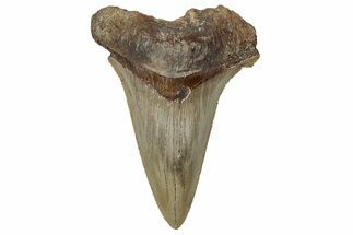 Serrated Angustidens Tooth - Megalodon Ancestor #350777
