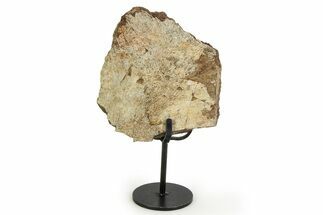 Fossil Sauropod Scapula Section with Metal Stand - Colorado #350604