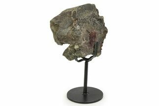 Fossil Sauropod Sacrum Bone Section with Metal Stand - Colorado #350612