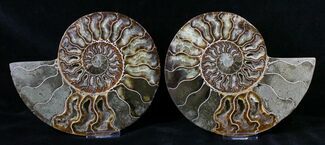 Split Agatized Ammonite - Million Years #18821