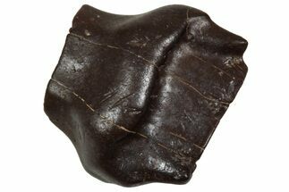 Fossil Nodosaurid (Denversaurus) Tooth - Montana #350544