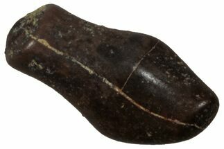 Cretaceous Fossil Dinosaur (Thescelosaurus) Tooth - Montana #350547