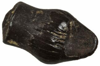 Cretaceous Fossil Dinosaur (Thescelosaurus) Tooth - Montana #350551