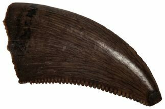 Serrated, Dromaeosaurid Theropod (Acheroraptor) Tooth - Montana #350557