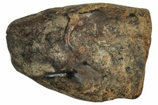 Fossil Triceratops Shed Tooth - Montana #350700