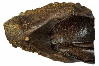 Fossil Triceratops Shed Tooth - Montana #350709