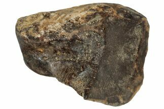 Fossil Triceratops Shed Tooth - Montana #350717