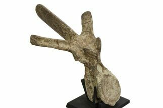 Ceratopsian (Einiosaurus) Dorsal Vertebra with Stand - Montana #350851