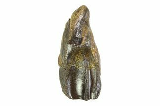 Gorgeous, Rooted Triceratops Tooth - Wyoming #350731