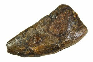 Bargain, Tyrannosaur (Nanotyrannus) Tooth - Montana #350750