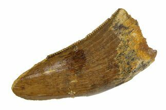 Serrated, Tyrannosaur (Nanotyrannus) Tooth - Montana #350753