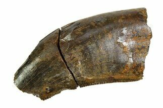 Serrated, Tyrannosaur (Nanotyrannus) Tooth - Montana #350757