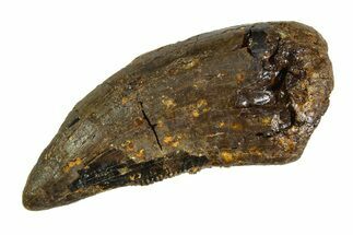 Bargain, Tyrannosaur (Nanotyrannus) Tooth - Montana #350762