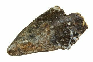 Tyrannosaur (Nanotyrannus) Tooth - Montana #350766