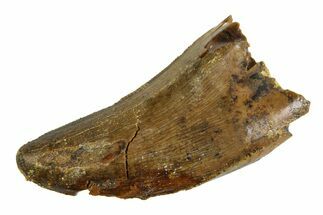 Bargain, Tyrannosaur (Nanotyrannus) Tooth - Montana #350767