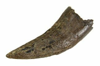 Tyrannosaur (Nanotyrannus) Tooth - Montana #350768