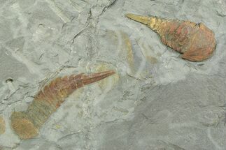 Two Aglaspid (Tremaglaspis) Fossils With Marrellomorphs (Furca) #350857