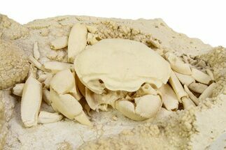 Fossil Crab (Potamon) Preserved in Travertine - Turkey #350886