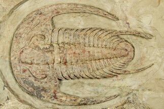Early Cambrian Trilobite (Perrector) - Tazemmourt, Morocco #350855