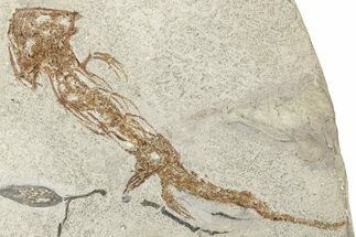 Fossil Salamander (Chelotriton) - Gračanica, Bosnia #350878
